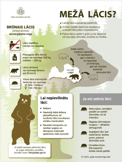 infografika par to, kā rīkoties, ja redz brūno lāci