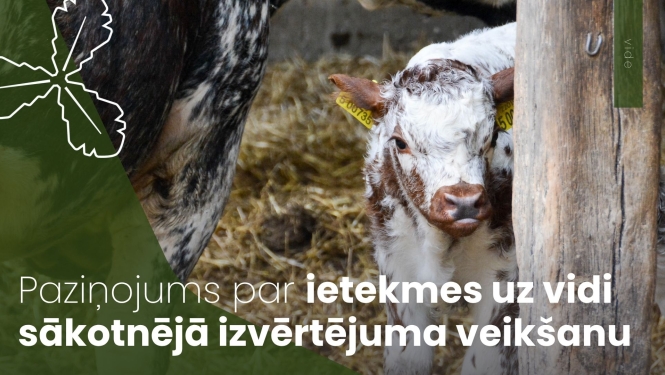 jauns teliņš