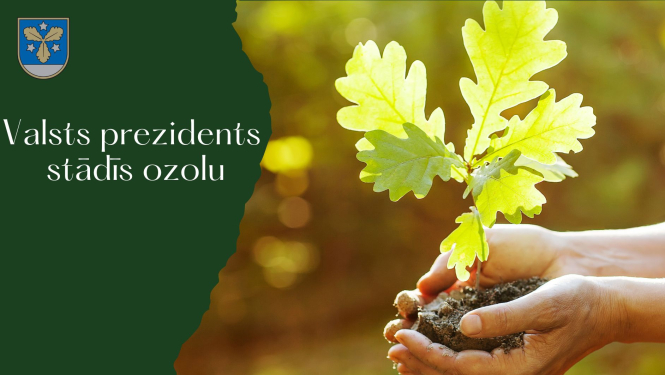 ozola stāds rokās