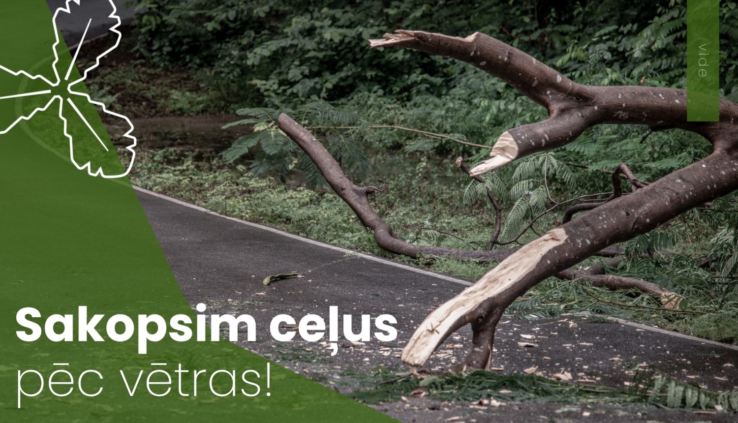 koks uz ceļa