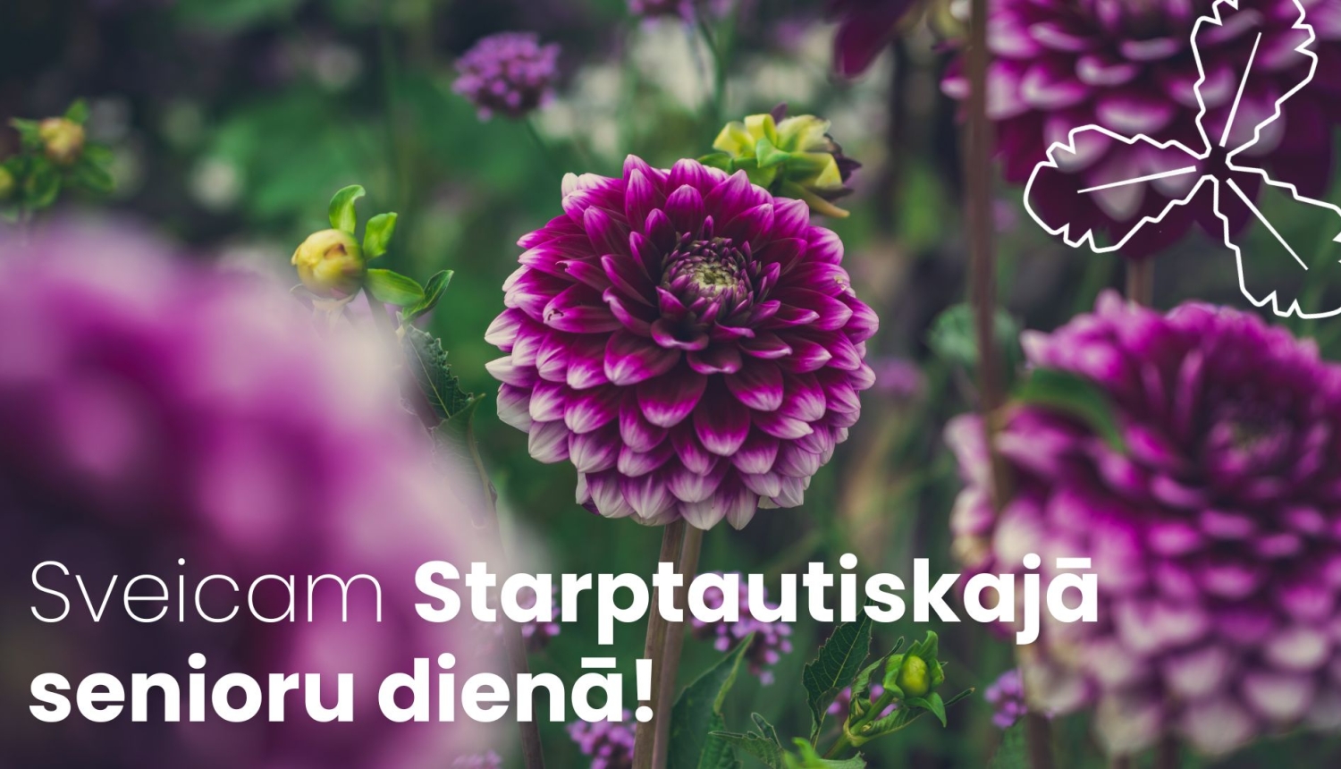 violetas dālijas