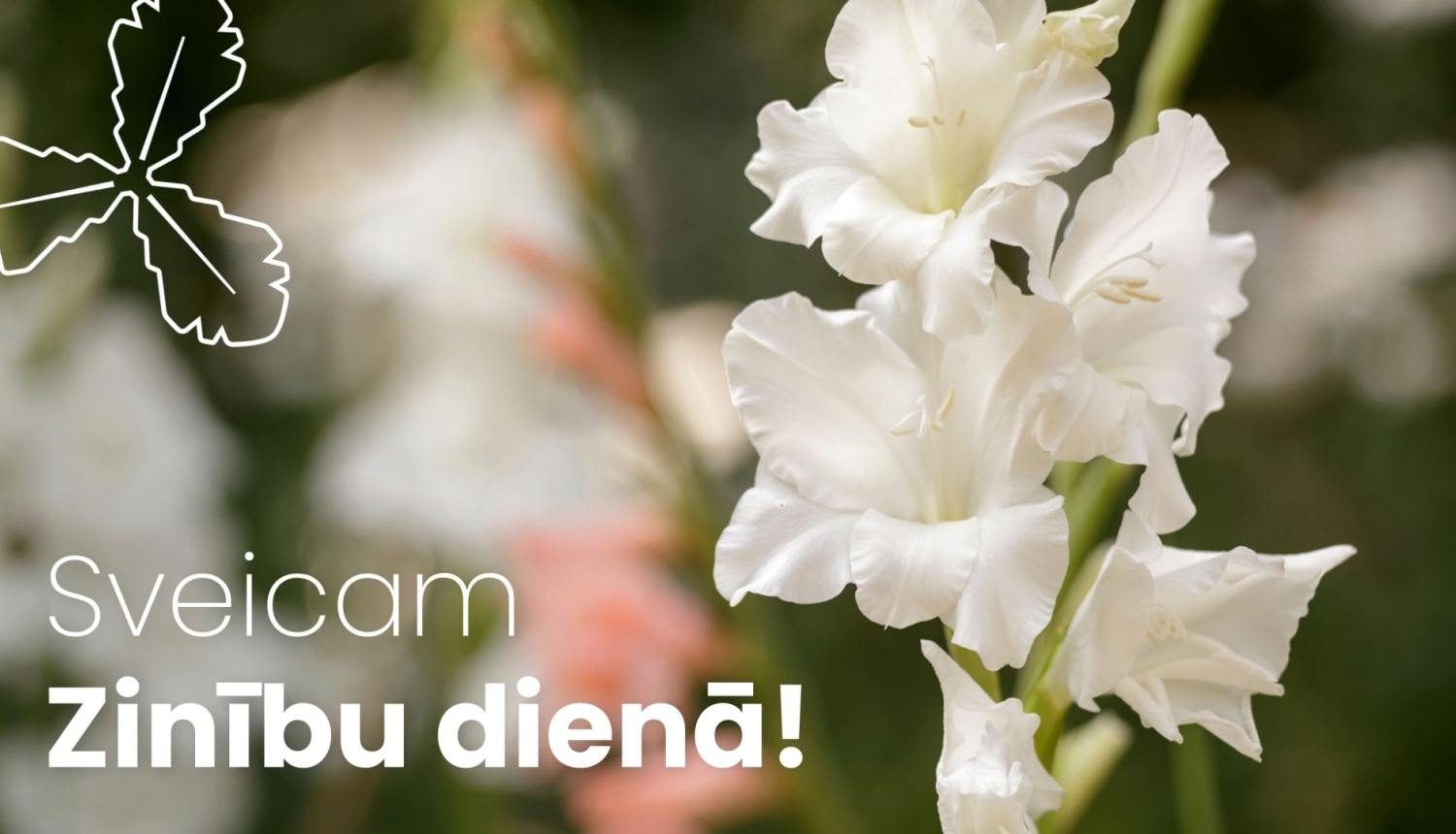balta gladiola