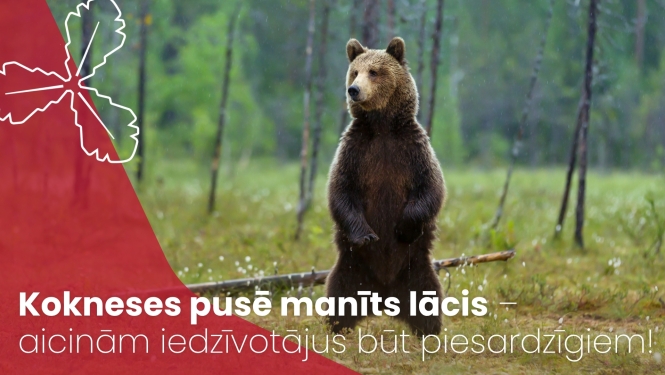 brūnais lācis stāv kājās