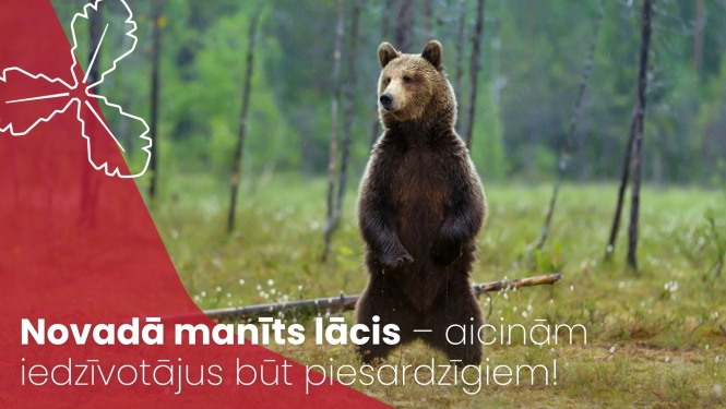 brūnais lācis stāv kājās