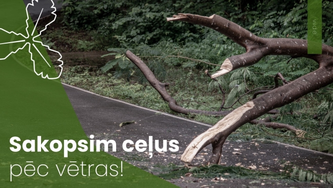koks uz ceļa