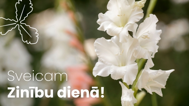 balta gladiola