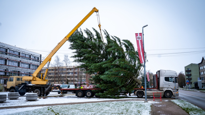 tiek uzstādīta ziemassvētku egle