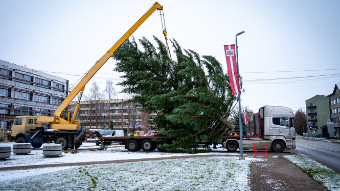 tiek uzstādīta ziemassvētku egle