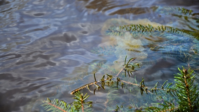 zivju nārsta ligzda ūdenī ar ikriem