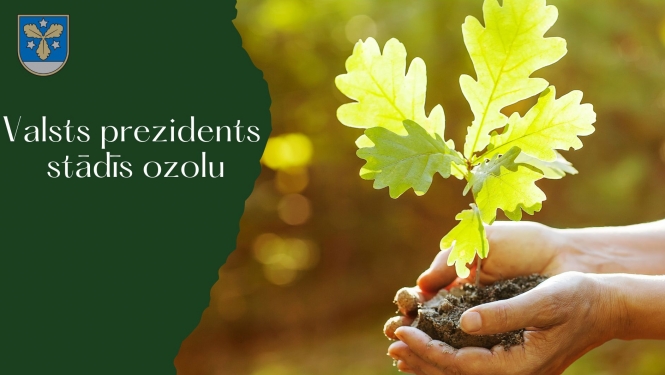 ozola stāds rokās