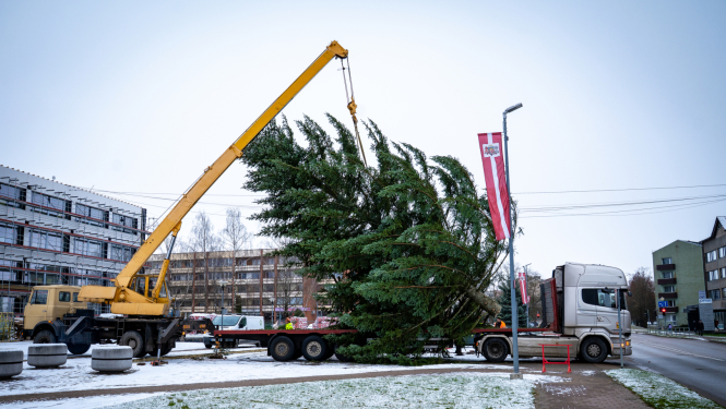 tiek uzstādīta ziemassvētku egle