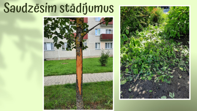 stādījumi