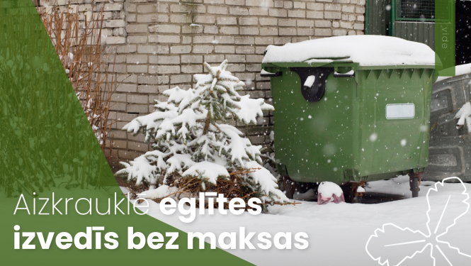 Aizkrauklē eglītes izvedīs bez maksas