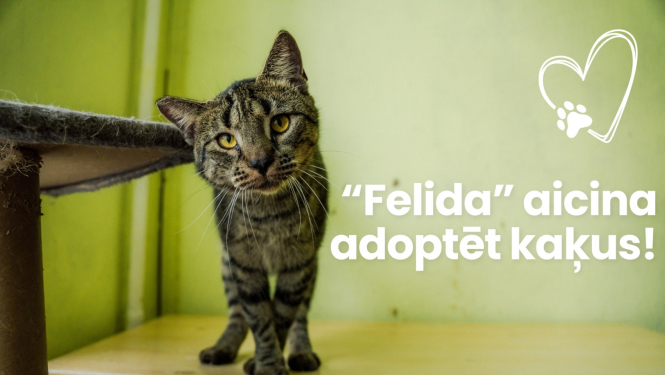 "Felida" aicina adoptēt kaķus!