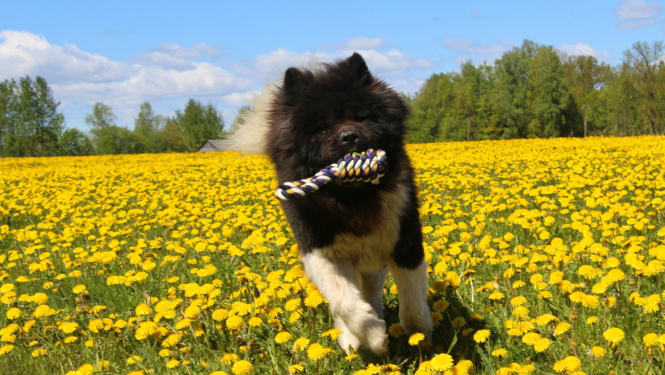 suns skriet pa pļavu