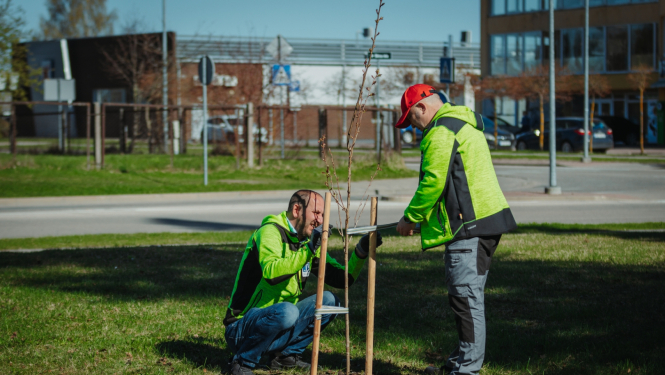 vīrieši stāda sakuras