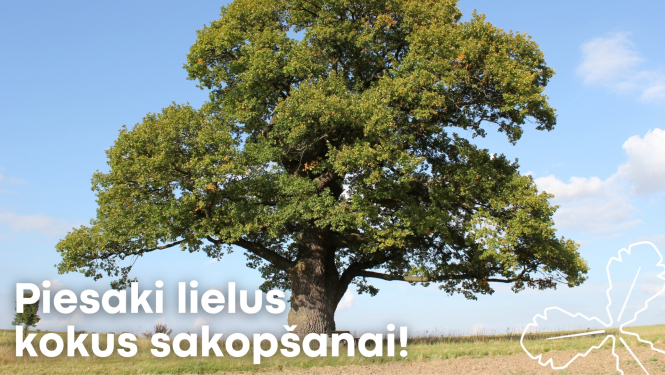 piesaki kokus sakopšanai