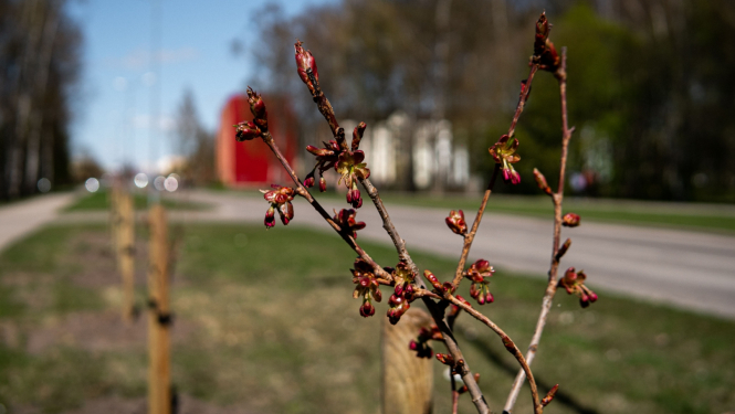 Aizkrauklē iestāda krāšņos kalnu ķiršus jeb sakuras