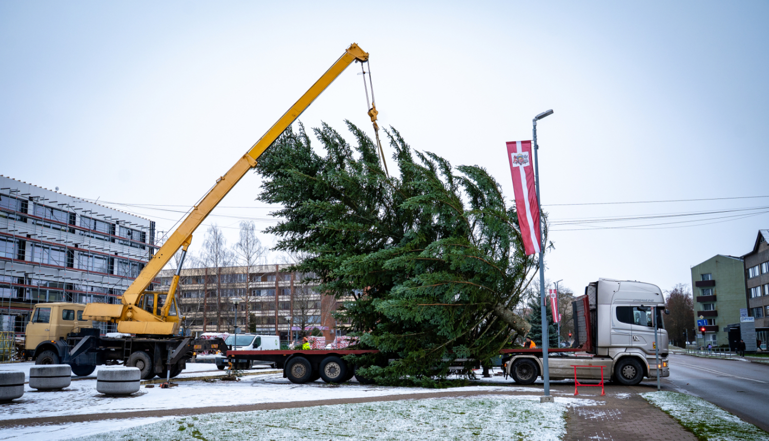 tiek uzstādīta ziemassvētku egle