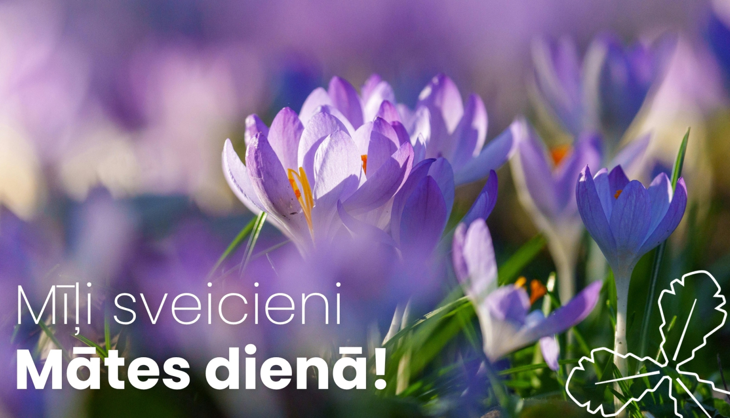 violeti ziedi ar zaļām lapās