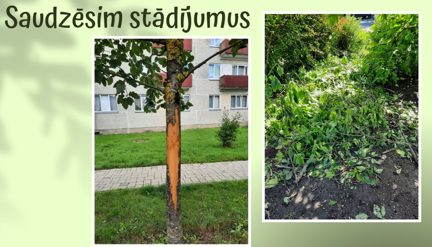 stādījumi