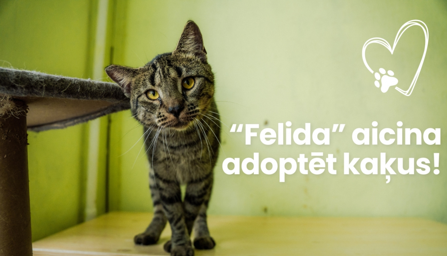 "Felida" aicina adoptēt kaķus!