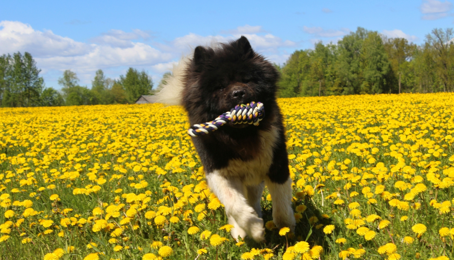 suns skriet pa pļavu