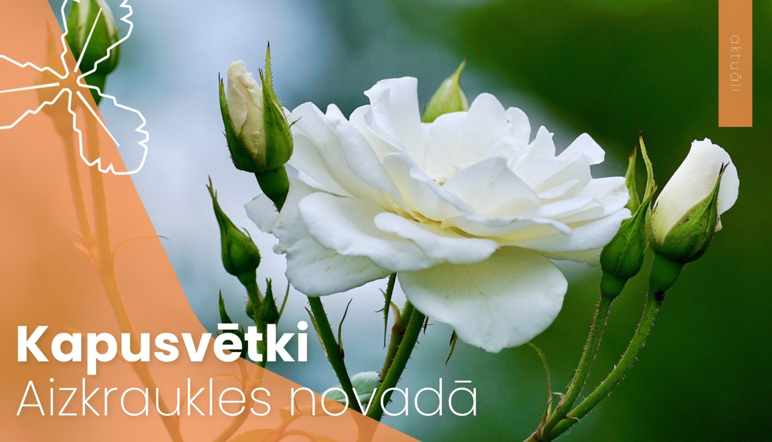 kapusvētki Aizkraukles novada kapsētās