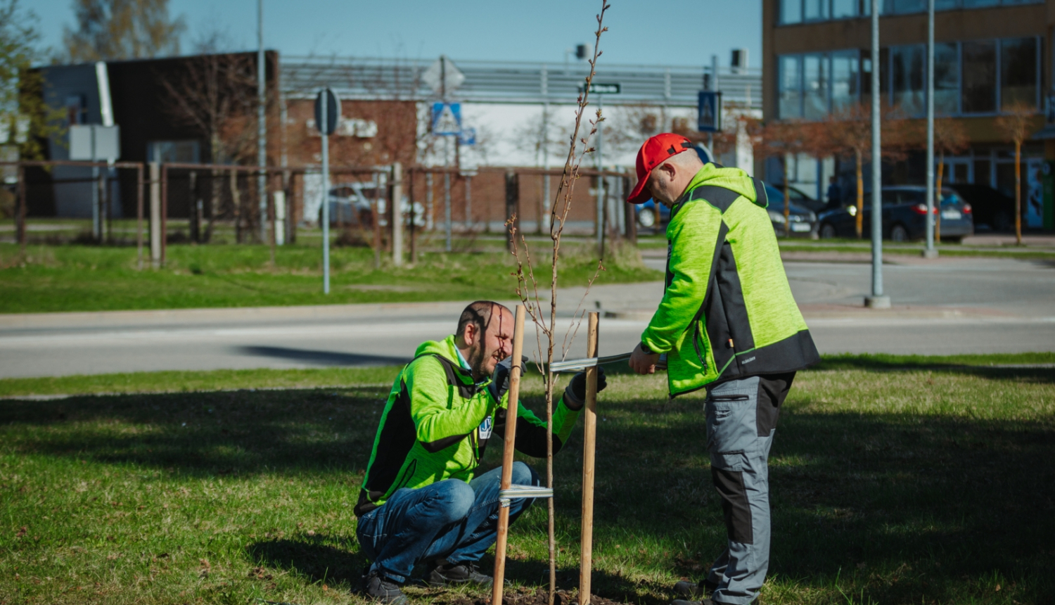 vīrieši stāda sakuras