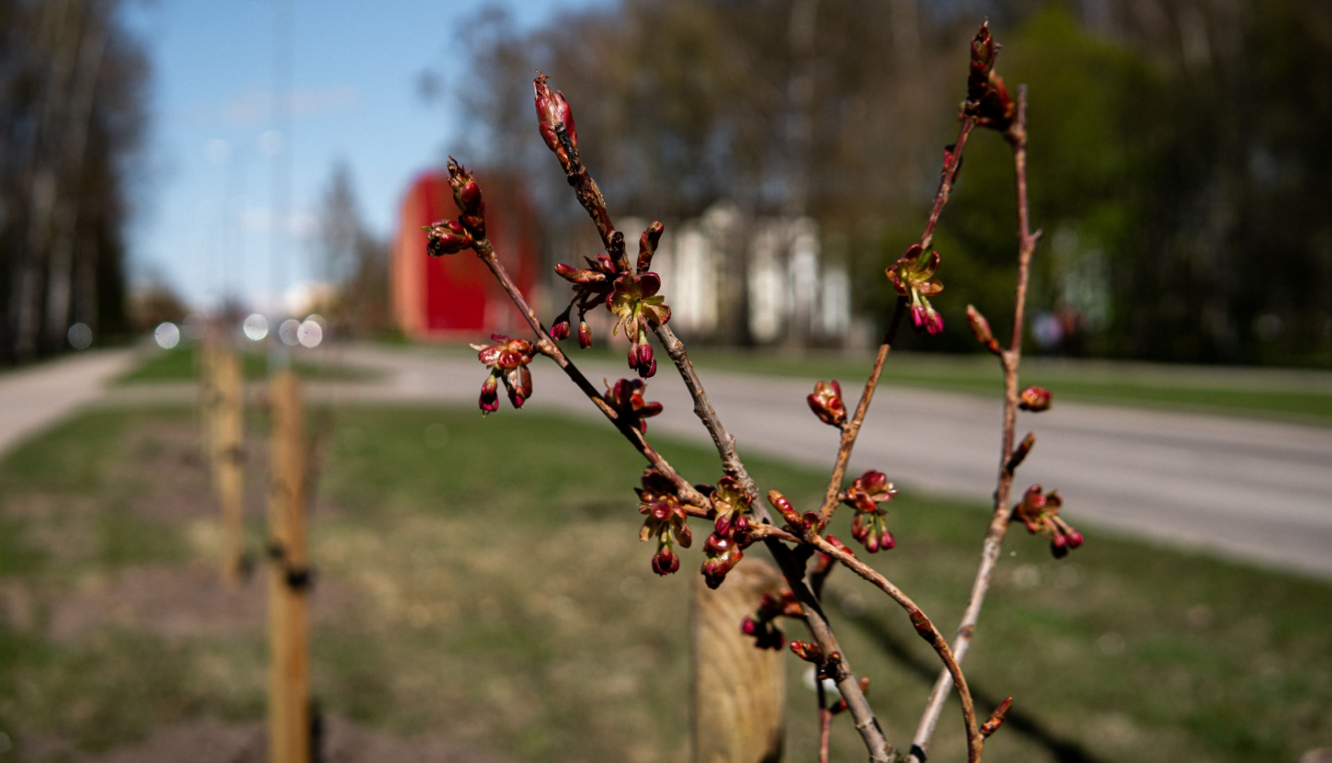 Aizkrauklē iestāda krāšņos kalnu ķiršus jeb sakuras