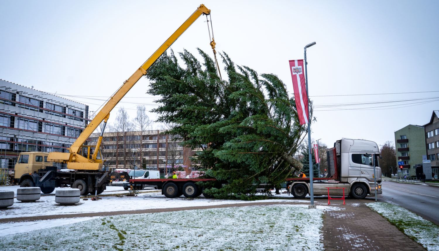 tiek uzstādīta ziemassvētku egle