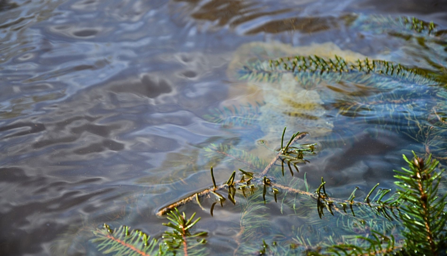 zivju nārsta ligzda ūdenī ar ikriem