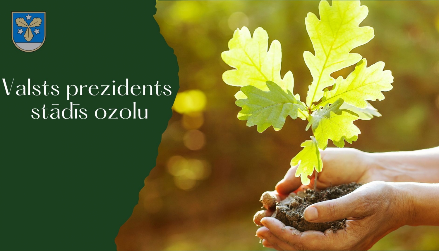 ozola stāds rokās